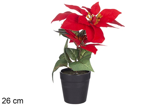 [117368] Pot avec fleur de Noël exposée 26 cm