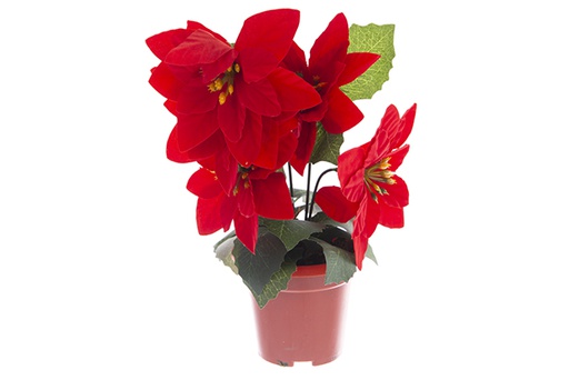 [121900] Pot avec 5 poinsettias de Noël 25 cm