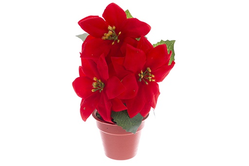 [121902] Pot avec 3 poinsettias de Noël 20 cm